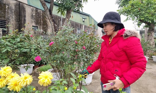 Chị Nguyễn Thị Phượng - chủ nhà vườn hoa, cây cảnh tại TP Vinh (Nghệ An) - chăm sóc hoa để chuẩn bị cho vụ kinh doanh dịp Tết. Ảnh: Quang Đại