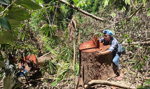 Vụ phá rừng ở Mô Rai, huyện Sa Thầy đang được mở rộng điều tra. Ảnh Thanh Tuấn