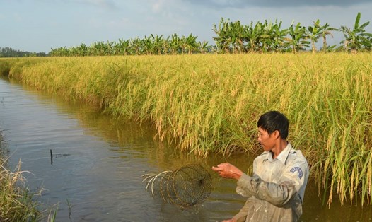 Lúa ST25 tại huyện Thới Bình, tỉnh Cà Mau đang chín rộ. Với mô hình này, người dân không thể đưa máy gặt đập liên hợp vào thu hoạch được, vì vậy chất lượng lúa khó đảm bảo. Ảnh: Trung Đỉnh
