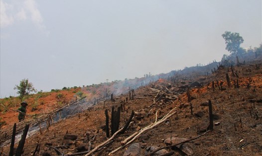Hiện trường một vụ phá rừng ở tỉnh Đắk Lắk. Ảnh minh họa: Bảo Trung