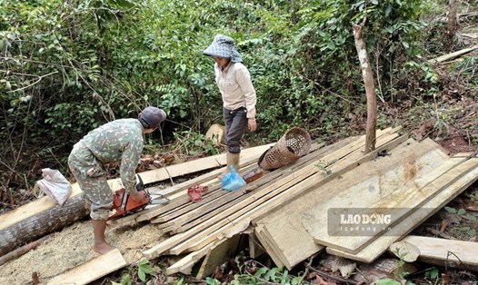 Người dân ngang nhiên chặt phá rừng, chế biến gỗ ngay tại hiện trường gần quốc lộ 4H thuộc địa phận xã Quảng Lâm, huyện Mường Nhé, tỉnh Điện Biên. Ảnh: Thanh Bình