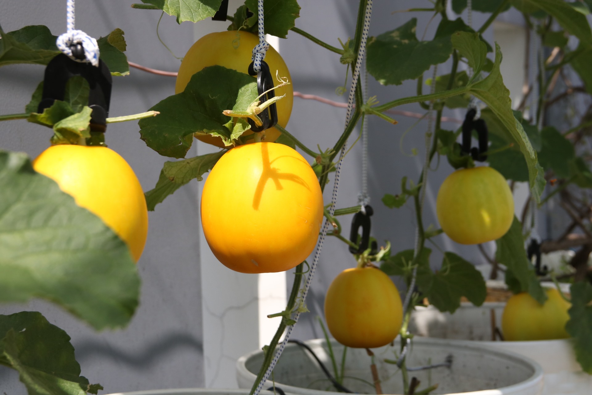 Tỉnh Bình Phước có nhiều giải pháp phát triển nông nghiệp ứng dụng công nghệ cao. Ảnh: Đình Trọng