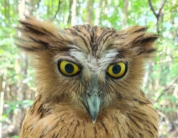 Chim cú cá là loài cú mèo lớn, lông tai màu nâu hay nâu đỏ, có nhiều vệt đen ở phía lưng. Ảnh: Lê Dũng