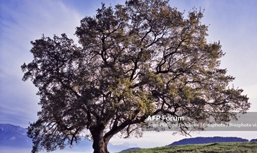 Những cây cổ thụ - "mẹ" của những cánh rừng hàng nghìn năm tuổi. Ảnh: AFP
