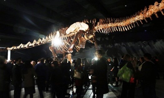Một bộ xương khủng long cổ dài được trưng bày tại bảo tàng ở New York. Ảnh chụp màn hình