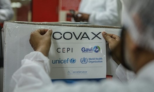 Lô vaccine COVID-19 do COVAX dành phân bổ cho Triều Tiên đã giảm từ 8,11 triệu liều năm ngoái xuống còn 1,54 triệu liều trong năm nay. Ảnh: WHO