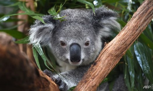 Gấu túi koala ở vùng bờ biển phía đông Australia được xếp vào danh sách ''nguy cơ tuyệt chủng'' ở nước này. Ảnh: AFP