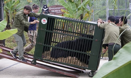 Các nhân viên của Tổ chức FOUR PAWS Viet giải cứu những cá thể gấu bị nuôi nhốt tại các trang trại gia đình về Cở sở bảo tồn gấu Ninh Bình (ảnh chụp trước thời điểm đợt dịch COVID-19 lần thứ 4). Ảnh: FOUR PAWS