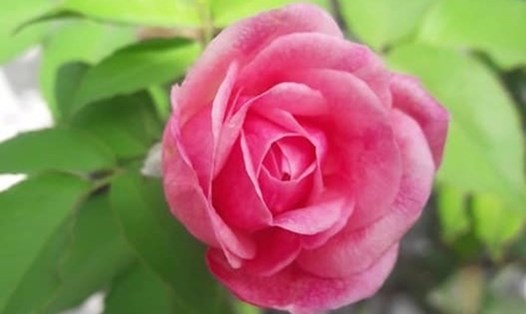 Hoa hồng có nhiều lợi ích làm đẹp như dưỡng da, giữ cho vóc dáng thon gọn. Ảnh: Thanh Ngọc