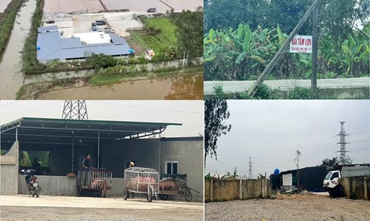 Khu đất trồng lúa ở xã An Vinh (huyện Quỳnh Phụ, tỉnh Thái Bình) bị biến thành bãi tập kết, mua bán lợn. Ảnh: T.D