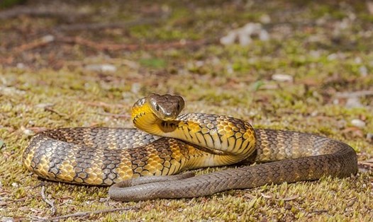 Với những đường vằn màu đen và vàng đặc biệt, rắn hổ trông giống như một con hổ. Ảnh chụp màn hình/Shutterstock/Kem Griffiths