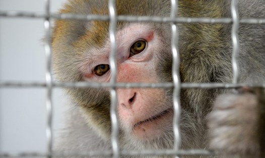 Tám con khỉ thí nghiệm đã chết trong quá trình phát triển chip cấy não của Neuralink. Ảnh: AFP