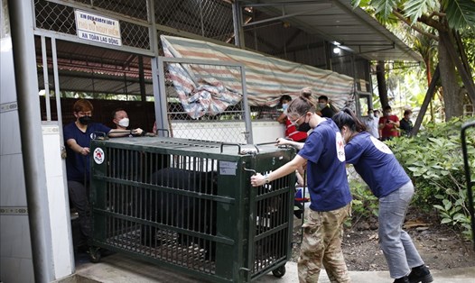 Các nhân viên của Tổ chức FOUR PAWS Việt cứu hộ gấu bị nuôi nhốt tại các trang trại ở Bình Dương về Cơ sở bảo tồn gấu Ninh Bình. Ảnh: NT