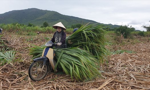 Giá mía ở Khánh Hòa hiện đang cao kỷ lục nhưng người nông dân vẫn còn lo lắng.