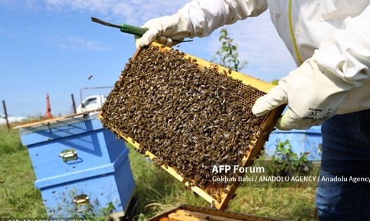 Bộ Thương mại Hoa Kỳ công bố mức thuế chống bán phá giá sơ bộ dự kiến lên tới 400% đối với sản phẩm mật ong của Việt Nam. Ảnh: AFP