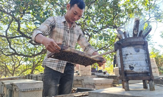 Mùa này, nhiều người nuôi ong đã đến tỉnh Đắk Nông để khai thác mùa hoa điều, cà phê nở. Ảnh: Phan Tuấn