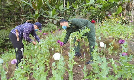 Lực lượng biên phòng và công an tổ chức phá nhổ hơn 500m2 cây thuốc phiện đang trong thời kỳ thu hoạch. Ảnh: BĐBP