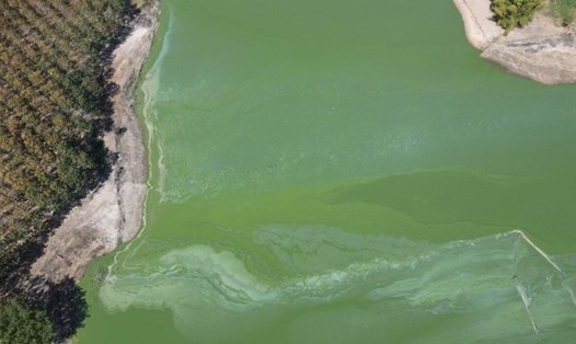 Trước đó, hồ thủy điện Ya Ly đổi màu xanh nghi do ô nhiễm môi trường. Ảnh TA