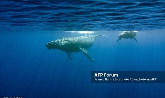 Cá voi lưng gù. Ảnh: AFP