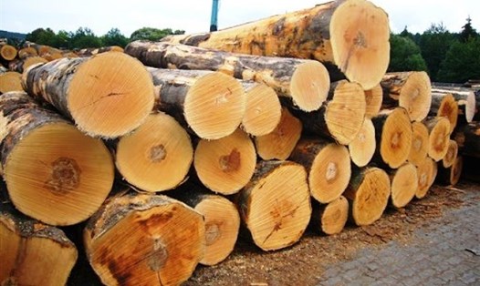 Giá nguyên liệu gỗ tăng cao khiến doanh nghiệp không có lãi. Ảnh: Long Nguyên