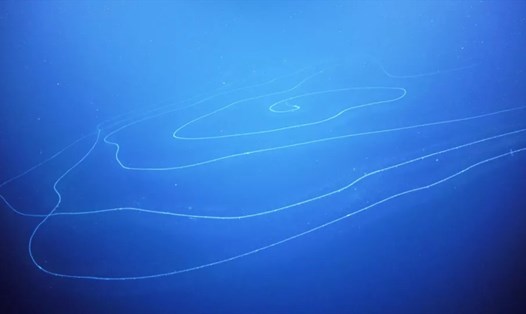 Con Siphonophores dài nhất từng được biết đến dài đến 45m. Ảnh: Schmidt Ocean Institute
