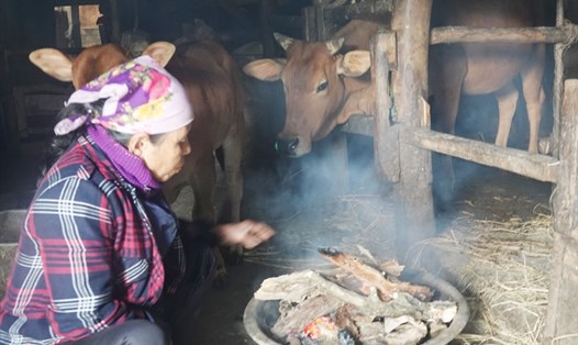 Trời rét 10 độ C nên gia đình bà Tài phải đốt lửa sưởi ấm cho 2 mẹ con bò. Ảnh: Trần Tuấn