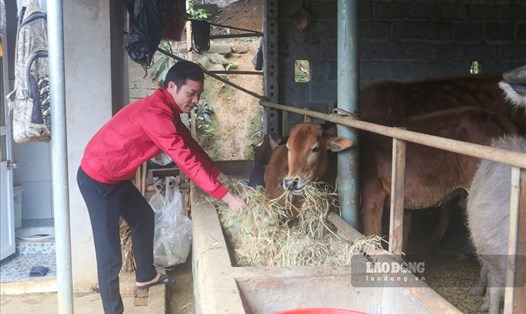 Người dân ở vùng cao Hòa Bình đang tăng cường các biện pháp chống rét cho vật nuôi. Ảnh: Khánh Linh.
