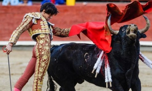 Chính quyền thành phố Mexico đang cân nhắc về việc cấm các giải đấu bò tót. Ảnh: AFP