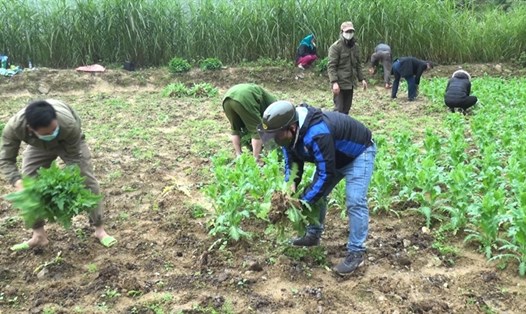 Công an huyện Vị Xuyên (Hà Giang) phá dỡ cây thuốc phiện được trồng trái phép.