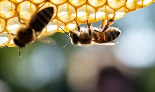 Trong thế giới động vật, các loài như ong mật cũng sử dụng phương án giãn cách xã hội để chống lại dịch bệnh. Ảnh: AFP