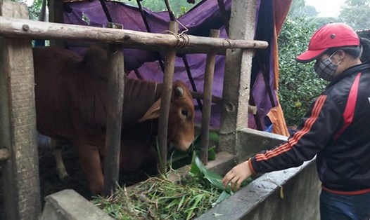 Người dân Quảng Bình bảo vệ gia súc trong đợt lạnh đang diễn ra. Ảnh: H.L