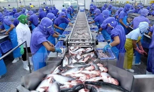 Trung Quốc vẫn là thị trường xuất khẩu cá tra lớn của Việt Nam. Ảnh: Vasep