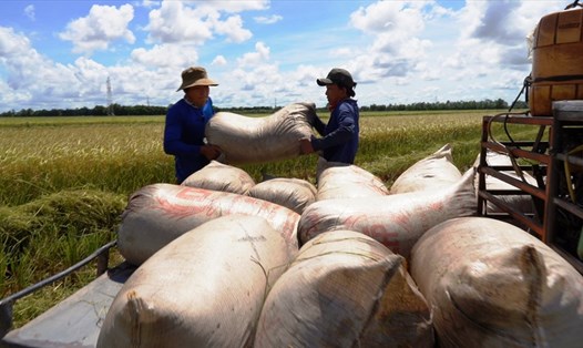 Dự báo xuất khẩu gạo của Việt Nam năm 2022 vẫn đạt từ 6-6,2 triệu tấn. Ảnh: T.Long