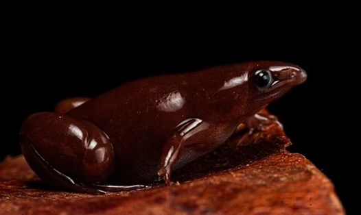 Hình ảnh về loài ếch mới. Ảnh: Field Museum