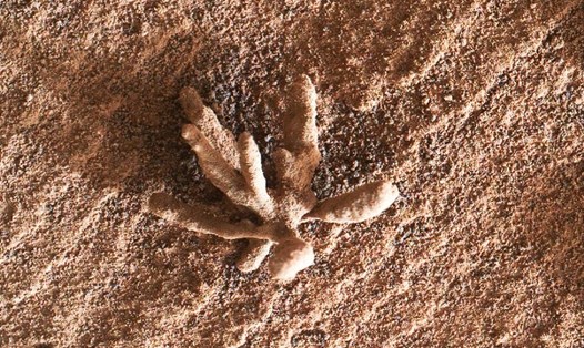 Tảng đá sao Hỏa hình bông hoa do tàu thám hiểm của NASA phát hiện tuần trước. Ảnh: NASA