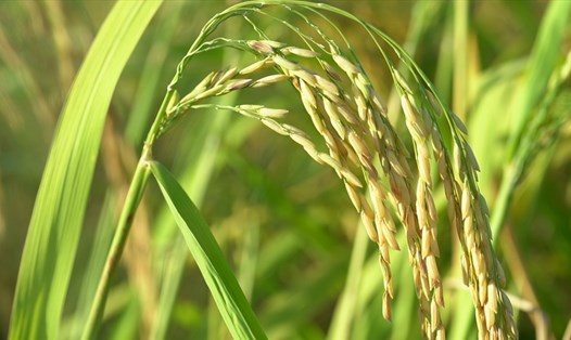 Giá gạo xuất khẩu của Việt Nam vẫn không giảm nhờ chất lượng lúa gạo ổn định. Ảnh T.Long