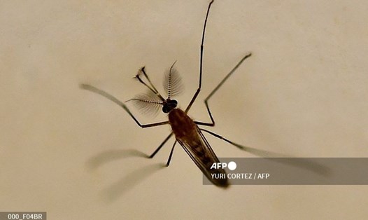 Muỗi là "hung thủ chính" của việc lây lan bệnh sốt rét. Ảnh: AFP