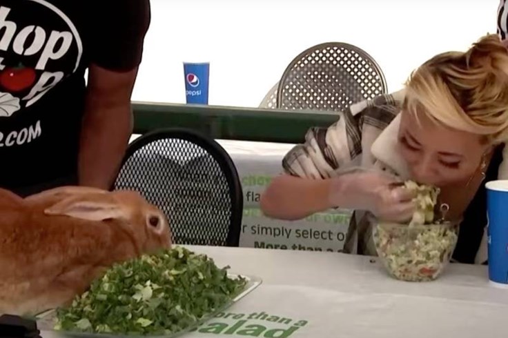 Chú thỏ khổng lồ thua trong cuộc thi ăn salad ở Mỹ