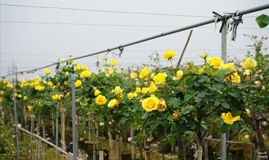 Vườn hồng "khủng" của anh Phan Văn Dương (Hải Phòng) nở rực rỡ đón Xuân. Ảnh: Mai Dung