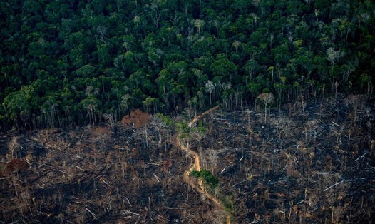 Nhiệt độ tại Colombia đã đạt mức kỷ lục trong vòng 10 năm, khiến một số khu vực trong rừng nhiệt đới Amazon ở nước này xảy ra cháy. Ảnh:  AFP