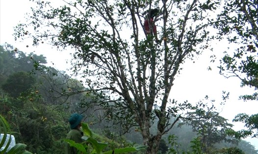 Rừng cam tuyết giúp người dân vùng biên giới Việt - Lào phát triển kinh tế. Ảnh: Thanh Chung