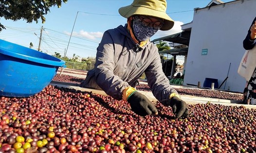 Kỳ vọng xuất khẩu cà phê bứt phá trong năm 2022 sang thị trường EU. Ảnh: Vũ Long