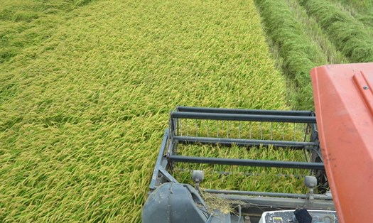 Giá gạo xuất khẩu của Việt Nam ổn định tạo tâm lý yên tâm cho khách hàng. Ảnh minh họa: Tân Long