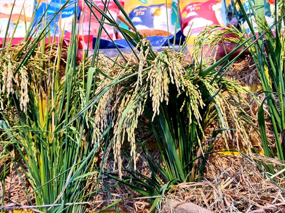 Nhiều doanh nghiệp đề nghị tháo gỡ khó khăn trong xuất khẩu nông sản sang Trung Quốc theo Lệnh 248, Lệnh 249. Ảnh: Vũ Long