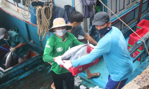 Ngư dân có thêm thu nhập vì chuyến đi biển trúng đậm cá ngừ sọc dưa. Ảnh CC