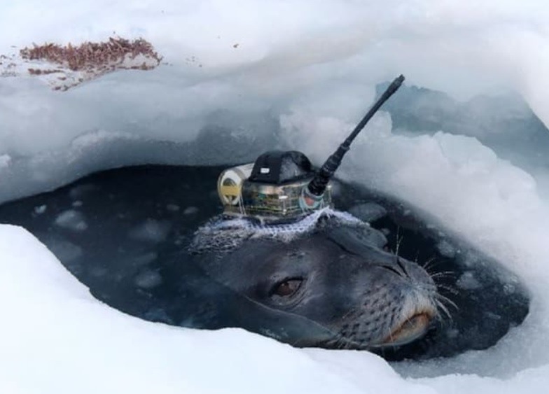Một con hải cẩu được gắn thiết bị cảm biến trong nghiên cứu của các nhà khoa học Nhật Bản tại Nam Cực. Ảnh chụp màn hình