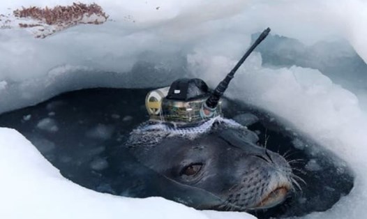 Một con hải cẩu được gắn thiết bị cảm biến trong nghiên cứu của các nhà khoa học Nhật Bản tại Nam Cực. Ảnh chụp màn hình