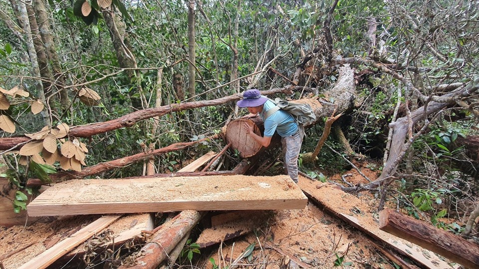 Rừng gỗ quý ở Đắk Lắk tiếp tục bị lâm tặc xẻ thịt