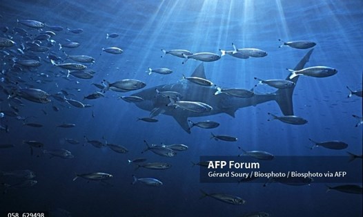 Một con cá mập trắng lớn bơi giữa đàn cá nhỏ. Ảnh: AFP