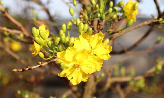 Huế lập kế hoạch xây dựng "xứ sở Mai vàng Việt Nam"